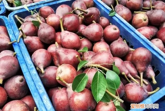 跟梨差不多的苹果是什么苹果