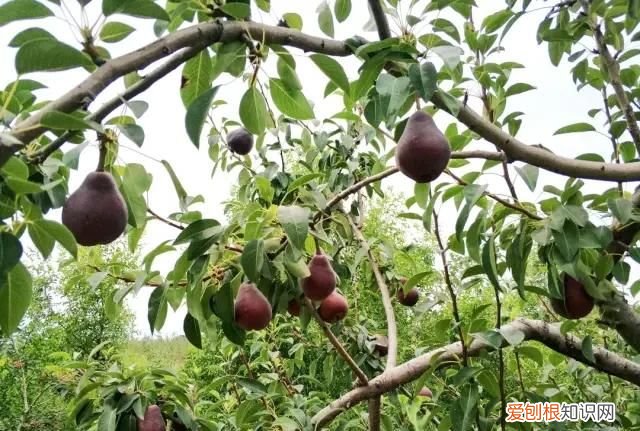 跟梨差不多的苹果是什么苹果