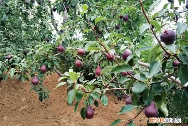 跟梨差不多的苹果是什么苹果