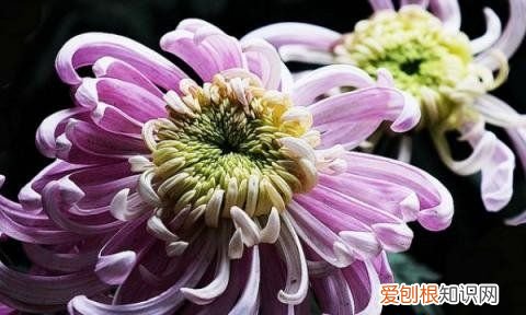 菊花花期需要施肥，菊花花蕾期可以施肥吗