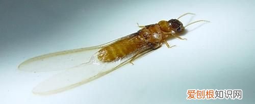 飞蚂蚁咬人有毒吗