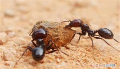 驱赶蚂蚁简单的方法，消灭蚂蚁最简单的方法是什么