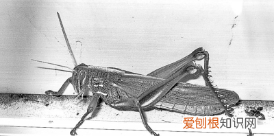 路边吃饭,蟋蟀直接往碗里跳!这是怎么回事