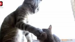 大猫怎么样才算接受小猫，如何处理一只猫欺负另一只猫