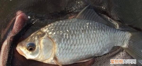 夏天钓鱼用几号钩，夏天钓鲫鱼用几号袖钩最好