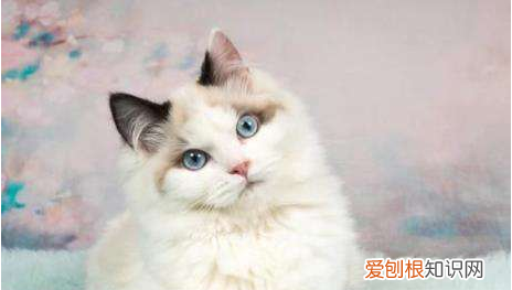 小牛布偶的做法,手工布偶皮卡丘怎么做