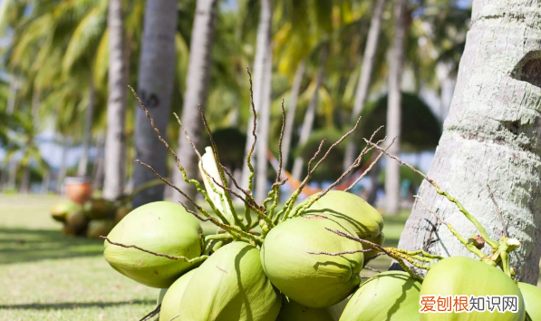 coconut是什么梗，英语"coconut"什么意思