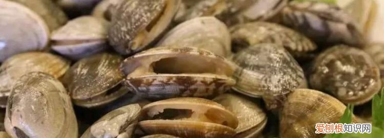 花蛤放冰箱保鲜第二天能吃吗,煮熟的花甲放冰箱里隔夜还能吃