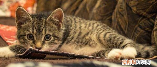 猫的眼睛为什么大，为什么会莫名其妙的辣眼睛