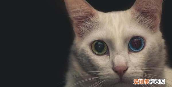 猫的眼睛为什么大，为什么会莫名其妙的辣眼睛