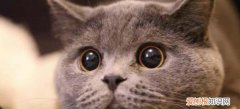 猫的眼睛为什么大，为什么会莫名其妙的辣眼睛