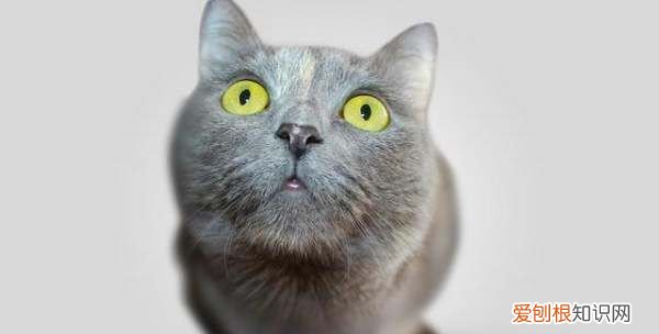 猫的眼睛为什么大，为什么会莫名其妙的辣眼睛