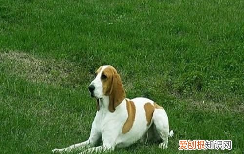 小狗流鼻水怎么回事,刚买的狗狗流鼻涕是怎么回事