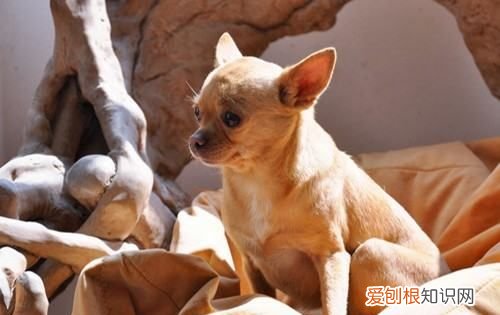 小狗流鼻水怎么回事,刚买的狗狗流鼻涕是怎么回事