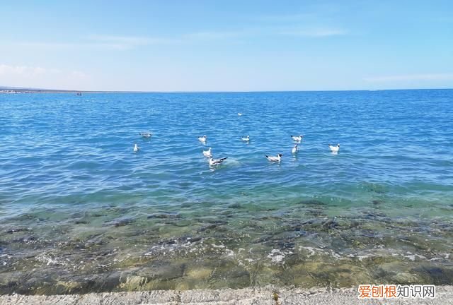 青海湖高原上一个璀璨明珠 青海湖是高原明珠吗
