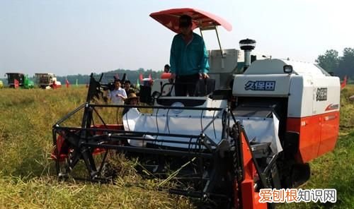 油菜直播前除草茬用什么药,防除油菜苗用什么除草剂