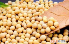 黄豆的蛋白质含量是多少，大豆蛋白质含量是什么意思啊