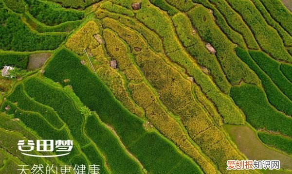 黄豆的蛋白质含量是多少,大豆蛋白质含量是什么意思啊