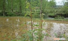 有刺的植物嫩芽可以吃