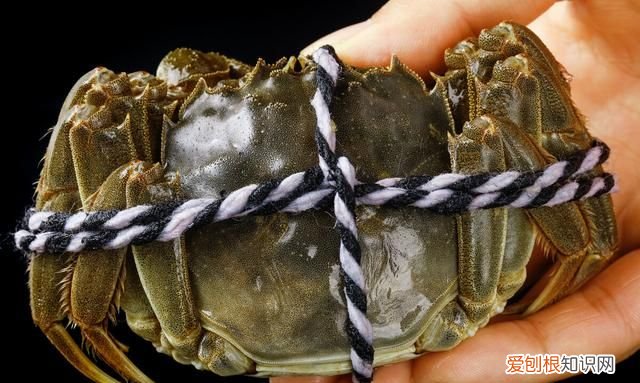 关于螃蟹吐泡泡的事,你应该了解一下什么