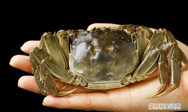 关于螃蟹吐泡泡的事,你应该了解一下什么