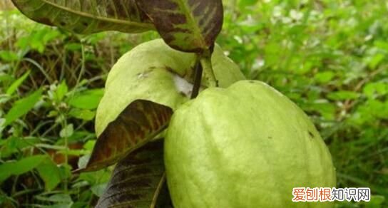 芭乐叶水是酸性还是碱性 芭乐是热性还是凉性