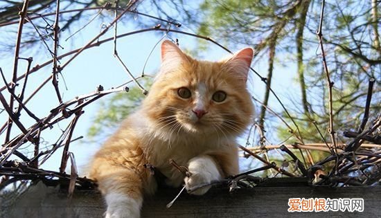 猫掉毛怎么办,夏天猫掉毛怎么解决