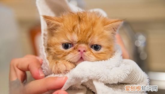 猫掉毛怎么办,夏天猫掉毛怎么解决