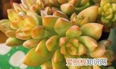 青州有种黄丽的，青州市安林花卉苗木种植有限公司怎么样