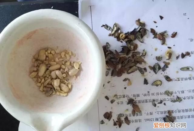 每日一记中药二巴豆看完不再踩坑