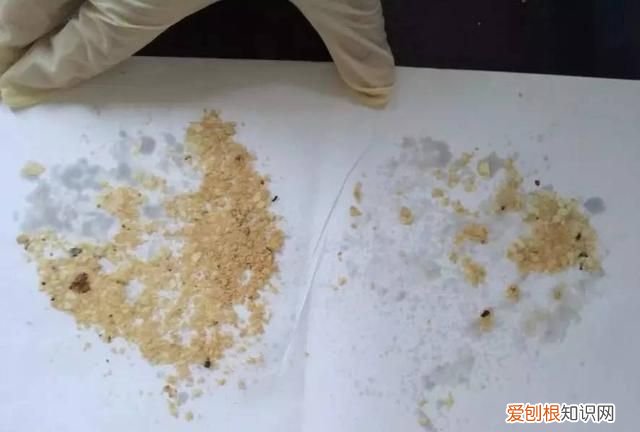 每日一记中药二巴豆看完不再踩坑