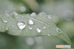 谷雨节气高级唯美句子80句