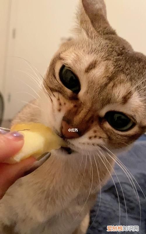 猫可以尝出甜味，猫真的尝不出甜味吗