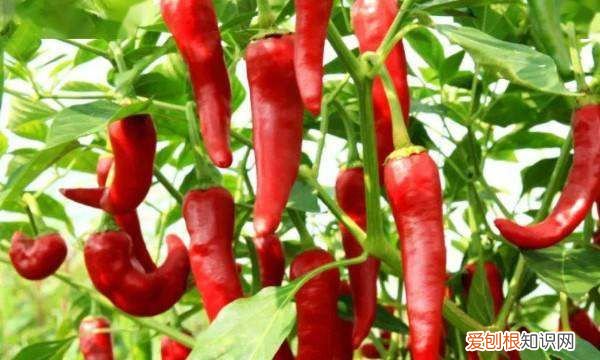 种辣椒用什么肥料,种辣椒茄子用什么肥料