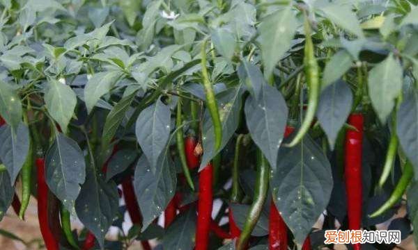 种辣椒用什么肥料,种辣椒茄子用什么肥料