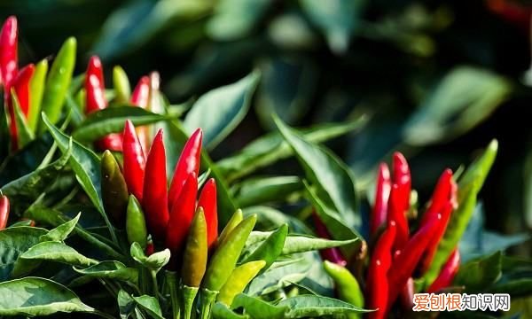 种辣椒用什么肥料,种辣椒茄子用什么肥料