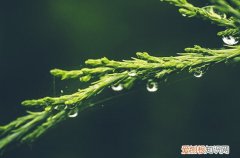 2023年谷雨是什么时候开始