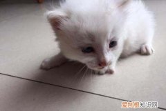 猫肛门流黄水是怎么了，猫咪肛门两边流出腥臭的液体怎么回事