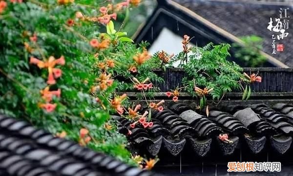 水墨画用什么纸，画水墨虾用什么毛笔