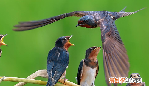 从怎么写句子，从字造句子一年级简单