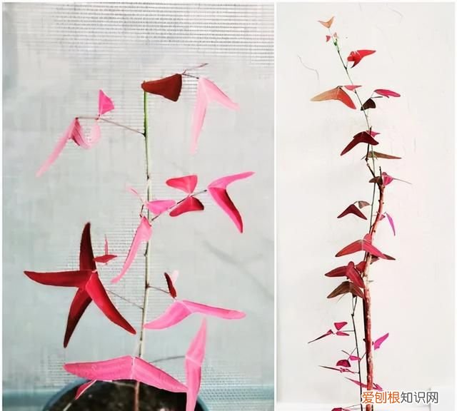 蝙蝠草的种植方法,铺地蝙蝠草冬天养护