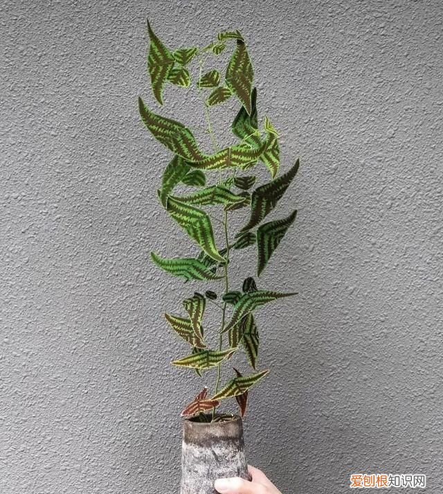 蝙蝠草的种植方法,铺地蝙蝠草冬天养护