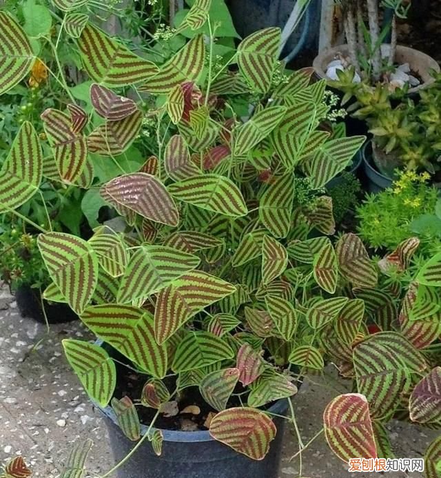 蝙蝠草的种植方法,铺地蝙蝠草冬天养护