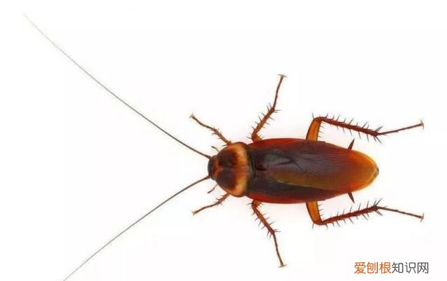 家里面的蟑螂是怎么来的，突然屋子里好多蟑螂是怎么回事