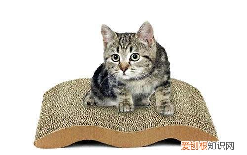 猫为什么要掉毛，猫为什么抓猫抓板