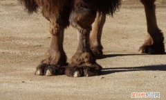 骆驼又大又厚的脚掌有什么用处