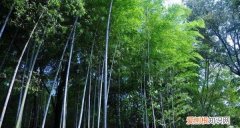 南山竹海海拔高多少米，南山竹海有多高 海拔多少米