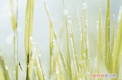 谷雨就一定会下雨吗