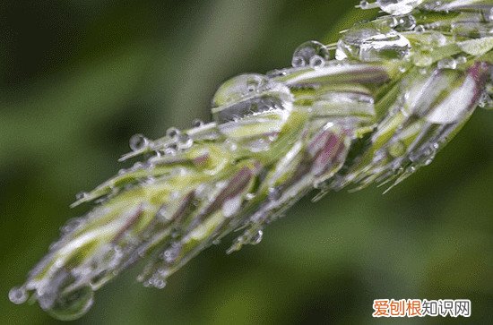 谷雨问候语简短问候 谷雨问候的暖心句子