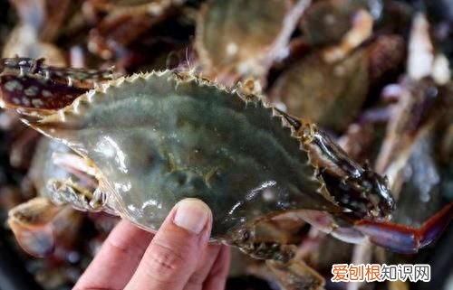 吃不完的螃蟹，放冰箱就错了，教你一招，螃蟹放30天照样新鲜